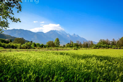 Exploring Lijiang's countryside: A day-trip to Baisha